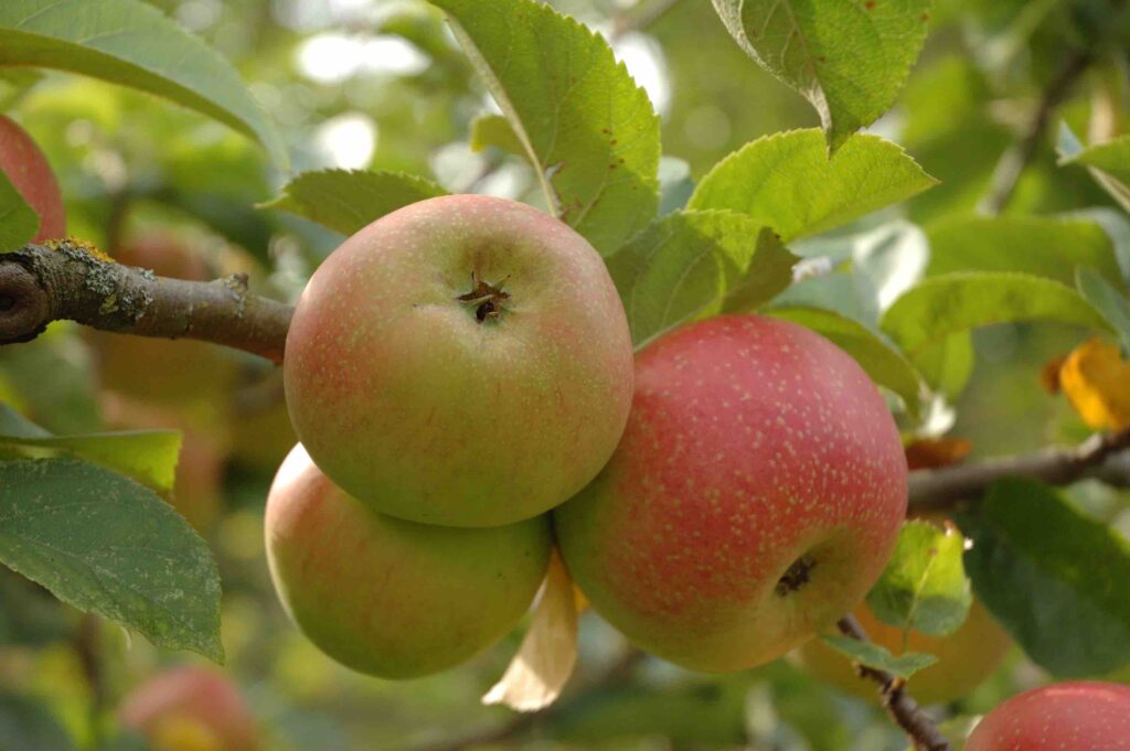 Äpfel in guter Fruchtqualität