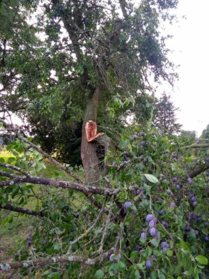 Ausgebrochener Ast beim Pflaumenbaum